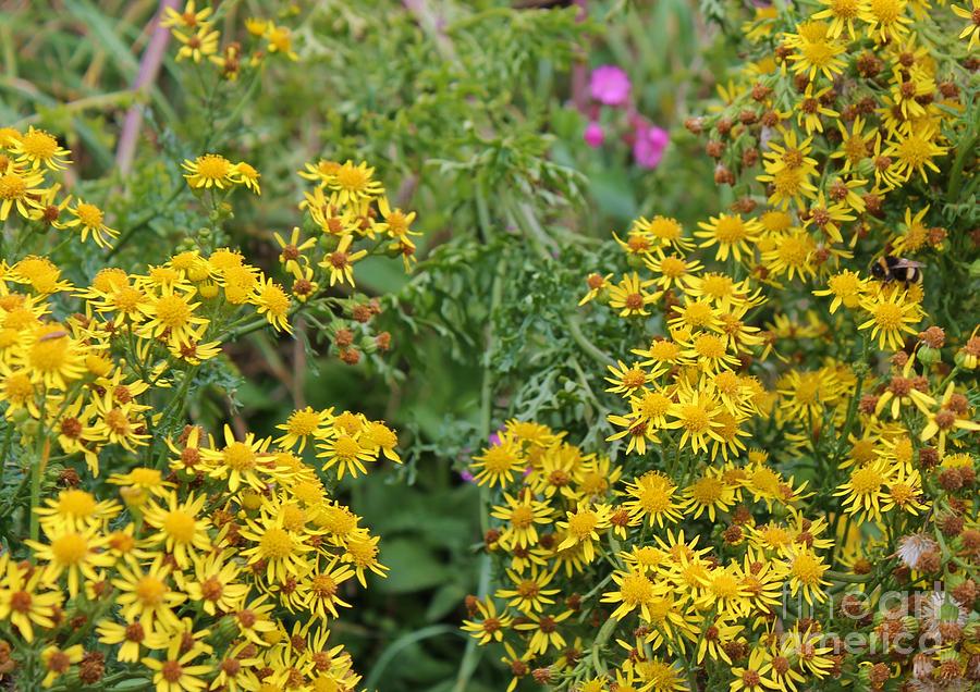 Yellow Wildflowers Wales Karen Desrosiers 