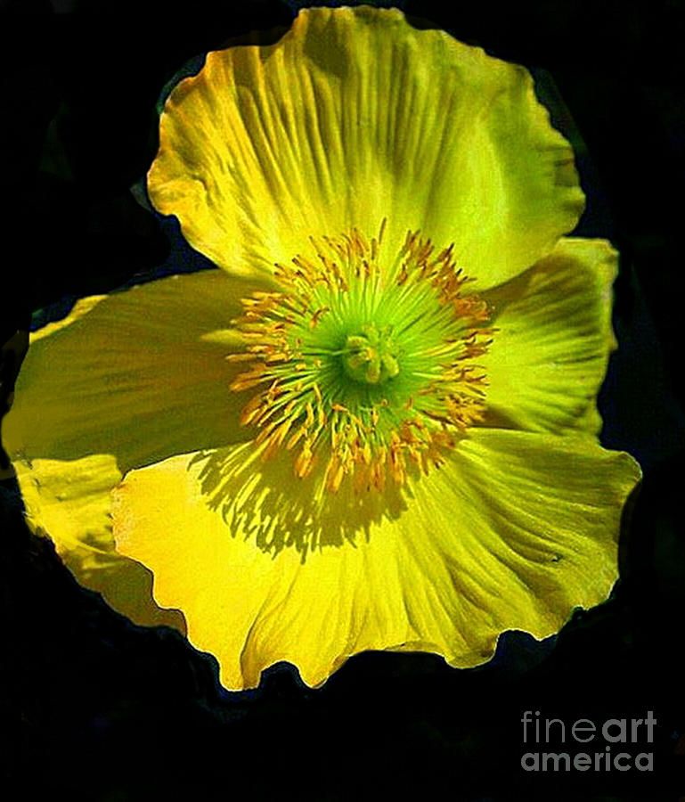 Yellow Windflower On Black Digital Art by Pamela Smale Williams
