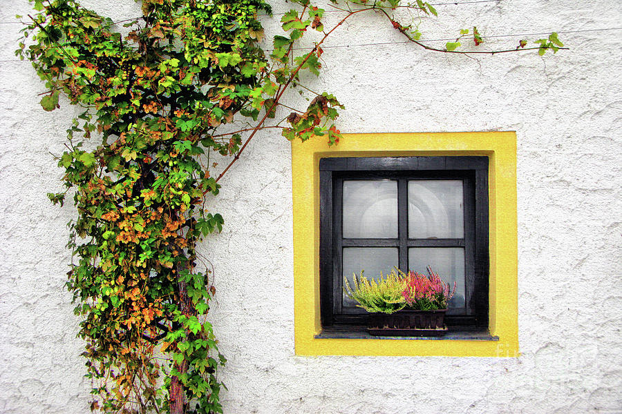Yellow Window Photograph by Daliana Pacuraru
