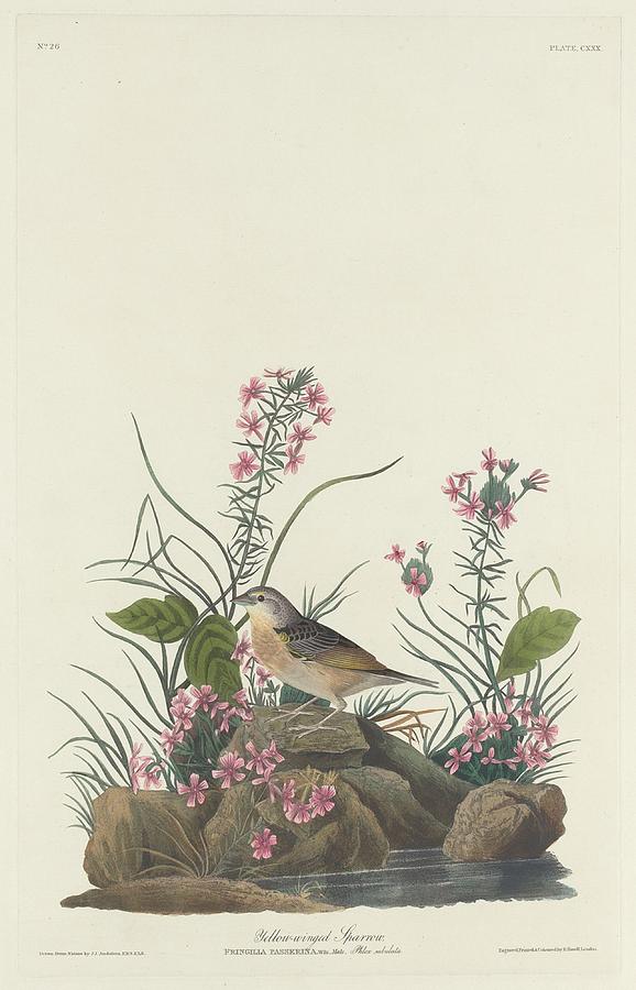 John James Audubon Drawing - Yellow-Winged Sparrow by Dreyer Wildlife Print Collections 