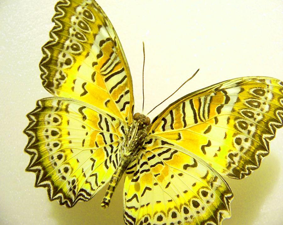 Yellow Wings in Gold Photograph by Rosalie Scanlon