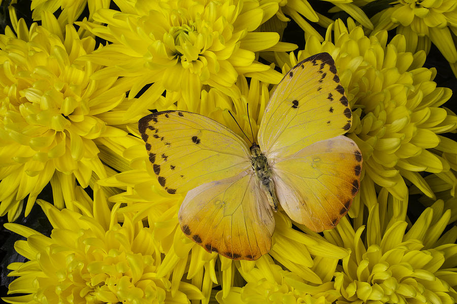Still Life Photograph - Yellow Wings On Yellow Mums by Garry Gay