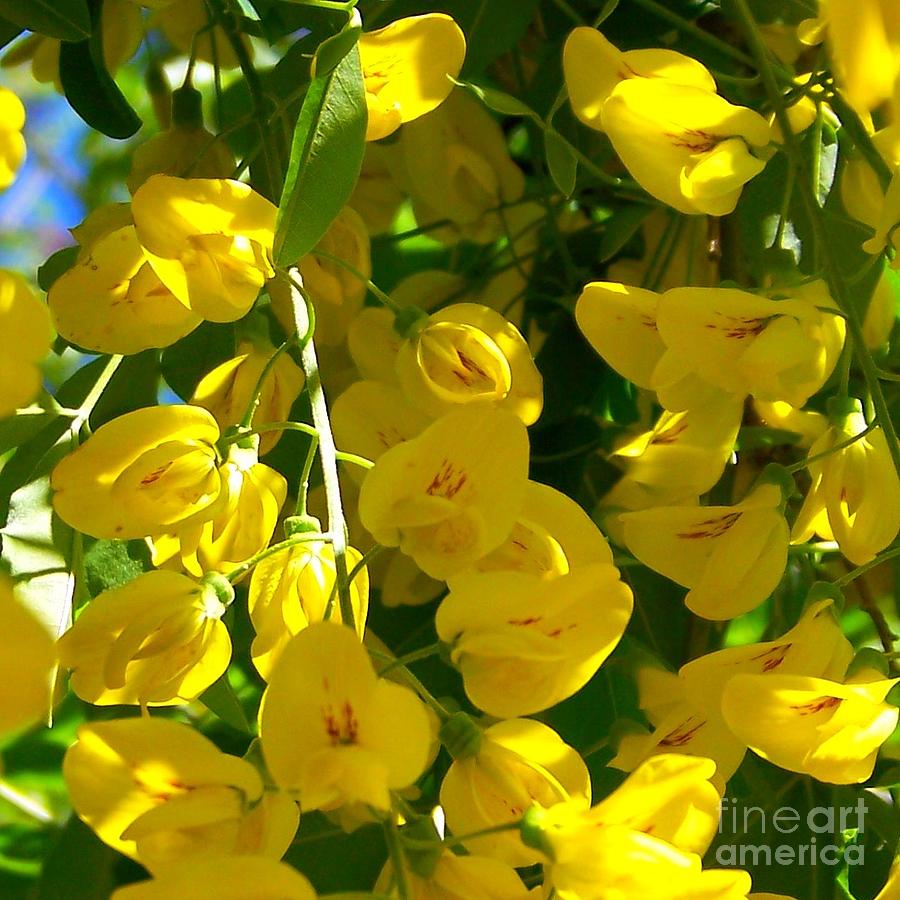 Yellow Wisteria Buds Photograph by Elizabeth Thomas