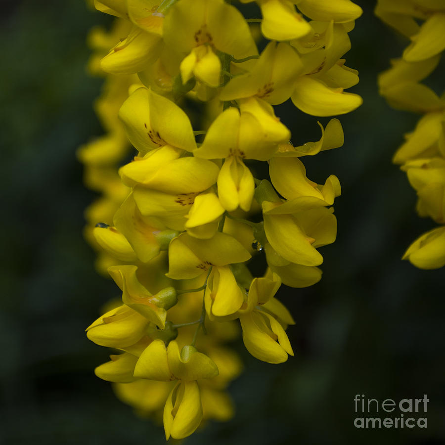 Yellow Wisteria Sq Photograph by Mandy Judson