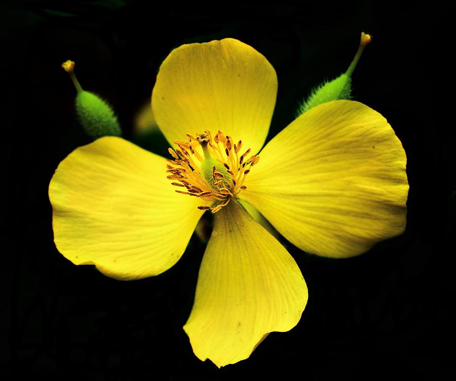Yellow Wood Poppy Photograph by James DeFazio - Fine Art America