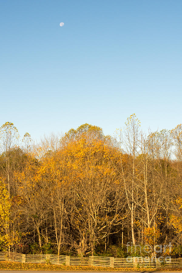 Yellow Yellow Everywhere - Natchez Trace Photograph by Debra Martz