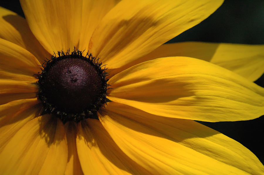 Yellow Yellow Photograph by Ross Powell