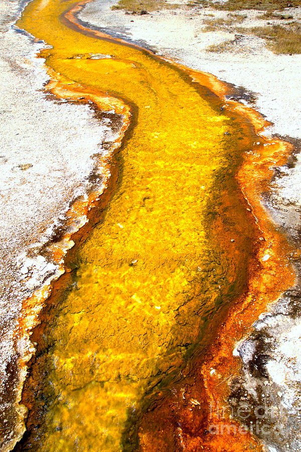 Yellow Yellowstone Stream Photograph by Adam Jewell
