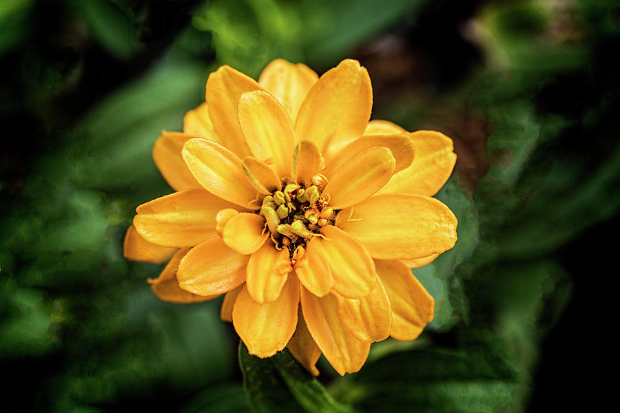 Yellow Zinnia in San Diego Photograph by Kenneth Roberts