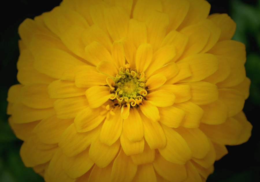 Summer Photograph - Yellow Zinnia by Richard Andrews