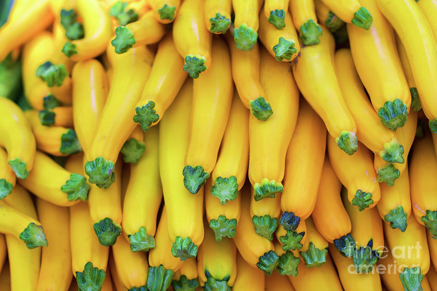 Yellow zucchini Photograph by Bruce Block
