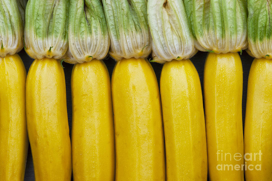 Yellow Zucchini Photograph by Tim Gainey