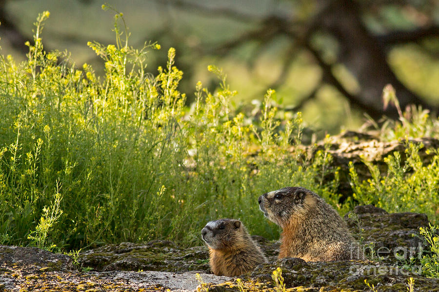 Yellowbellied Marmot and Pup Photograph by Natural Focal Point Photography Yellowbellied Marmot and Pup Photograph by Natural Focal Point Photography