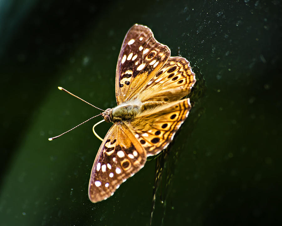 YellowBrown Butterfly Photograph by Michael Whitaker