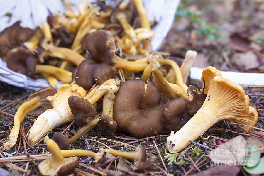 Yellowfoot and chanterelles Photograph by D R Fine Art America
