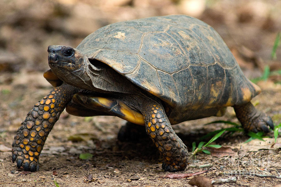 Yellowfoot Tortoise Photograph by Danté Fenolio - Fine Art America