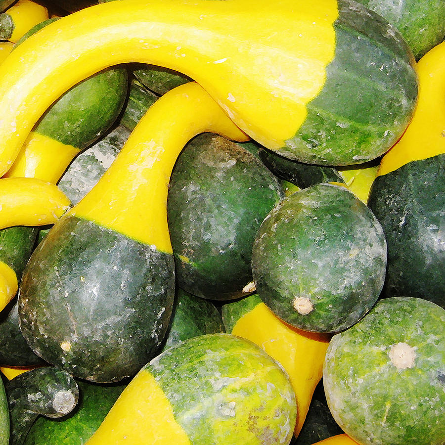 YellowGreen Squash by John Vincent Palozzi YellowGreen Squash by John Vincent Palozzi