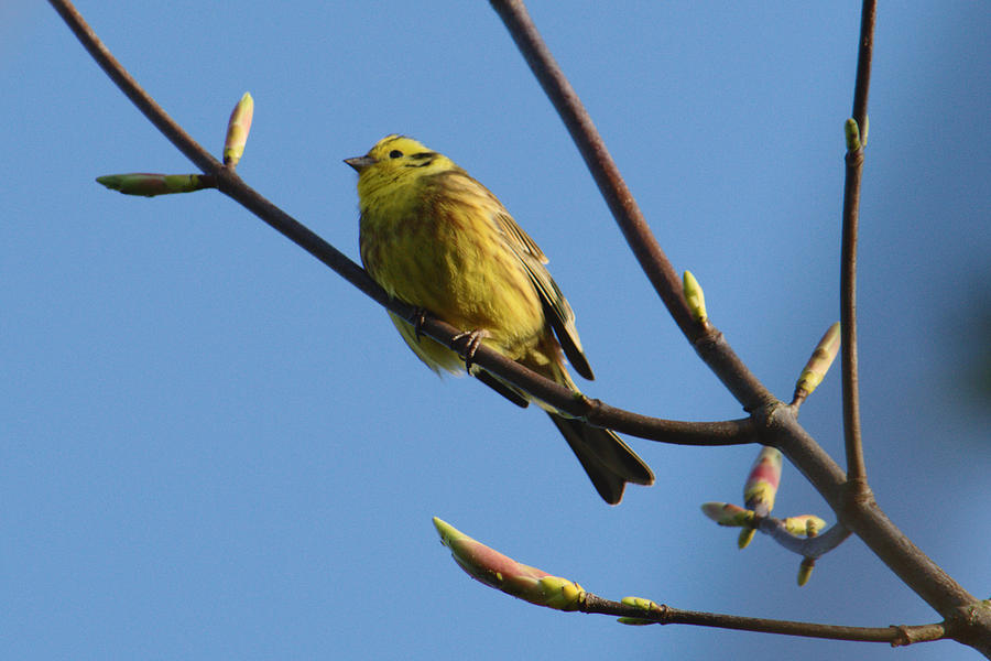 Yellowhammer Amongst Spring Buds Photograph by Adrian Wale