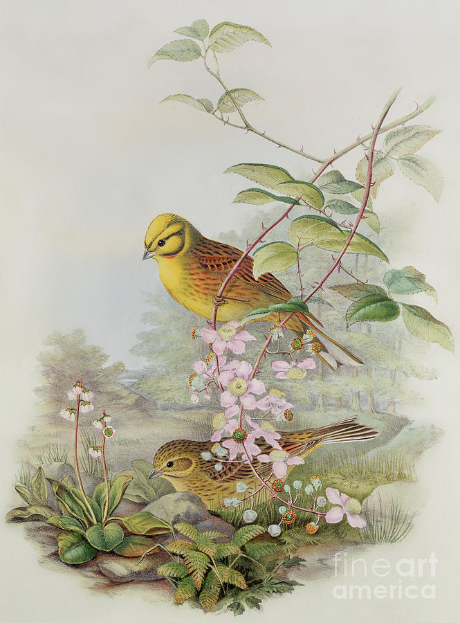 John Gould Painting - Yellowhammer or Northern Flicker by John Gould