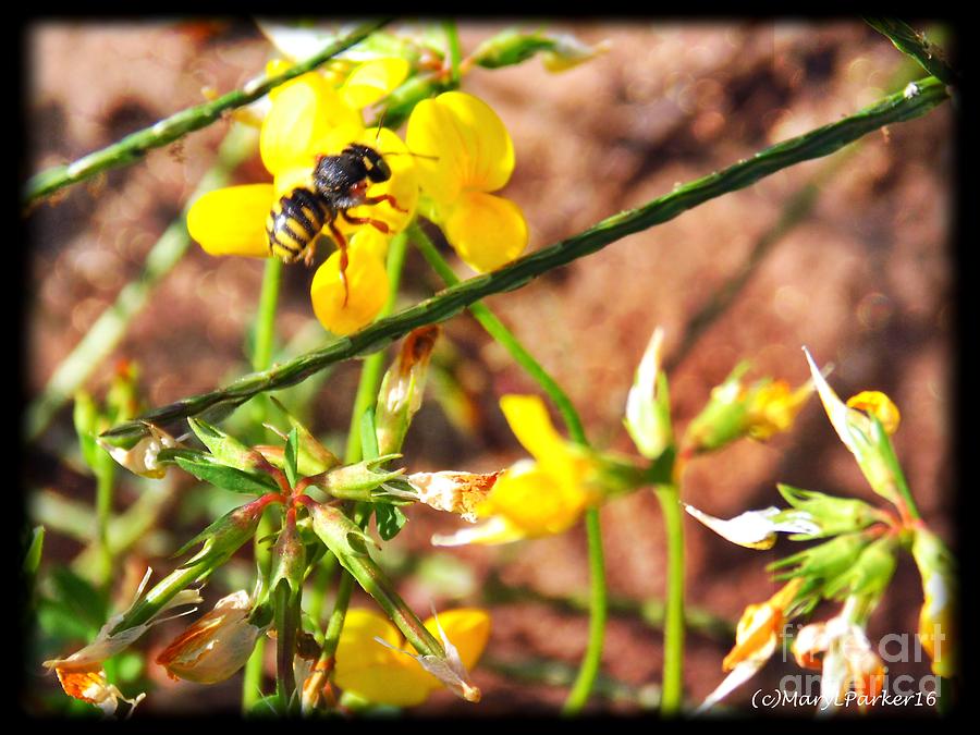 YellowJacket In The Grass Photograph by MaryLee Parker