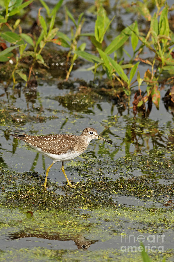 Yellowlegs on the Marsh Photograph by Natural Focal Point Photography