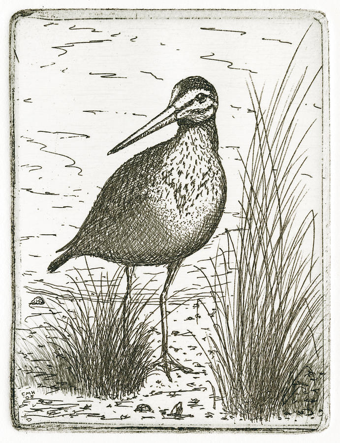 Yellowlegs Shorebird Drawing by Charles Harden