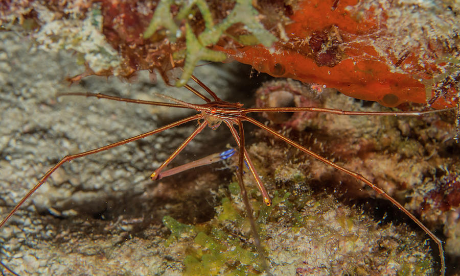 Yellowline Arrow Crab Photograph by Jean Noren
