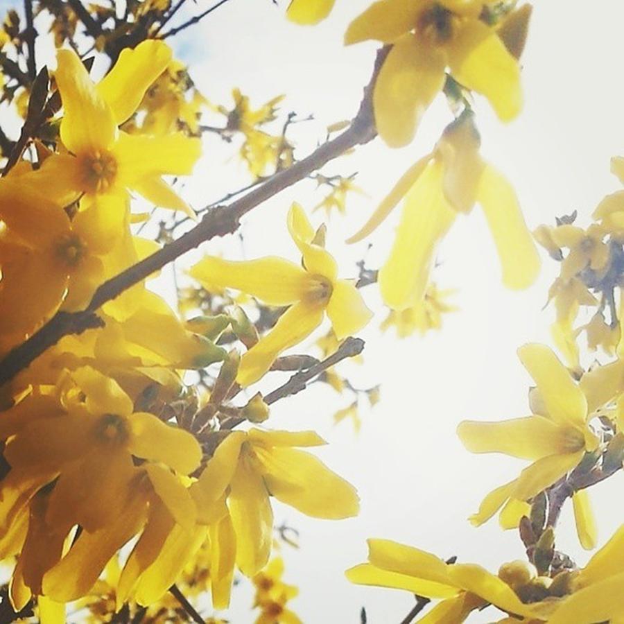 Spring Photograph - #yellowmonday #colorsoftheweek #spring by Tricia Elliott