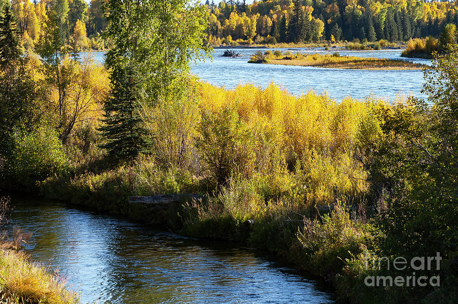 Yellows and Golds along the Snake River Photograph by Bob Phillips