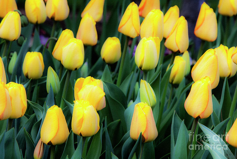 Tulip Photograph - Yellows by David Millenheft