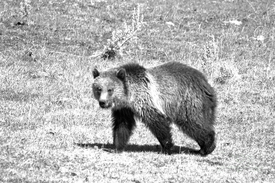 Yellowsgone Grizzly Cub 2018 Black And White Photograph by Adam Jewell