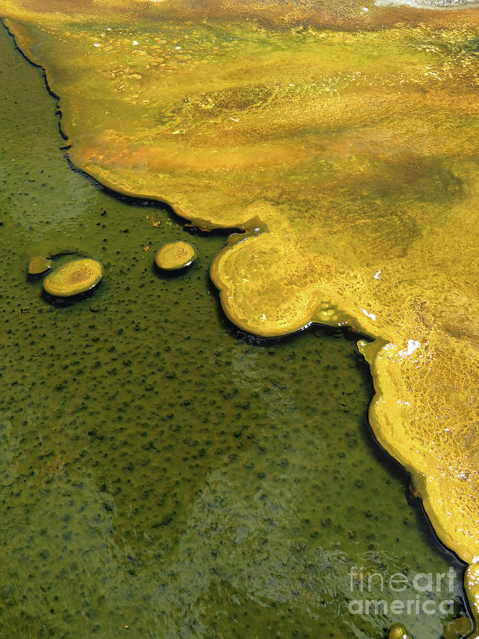 Yellowstone Art. Yellow And Green Photograph