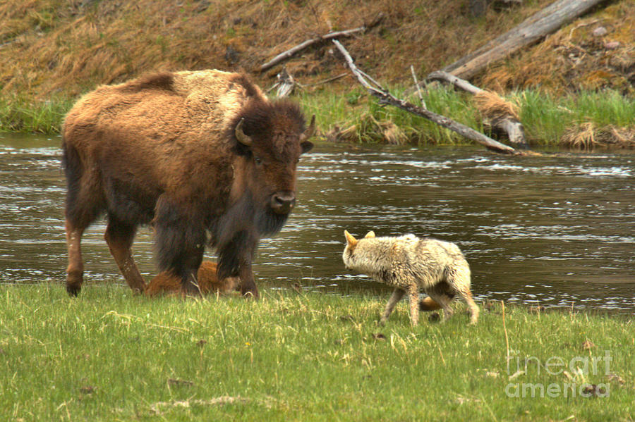 Yellowstone Battle For Survival Photograph by Adam Jewell