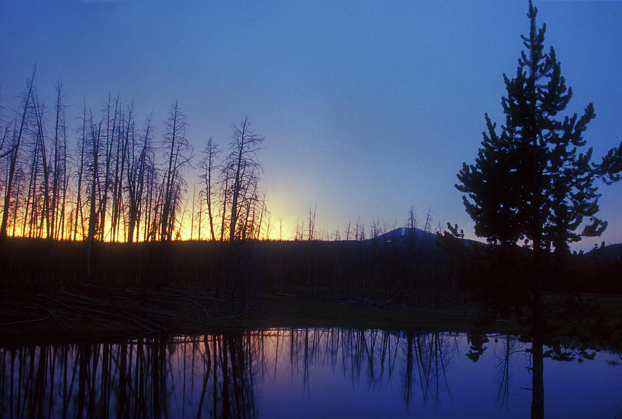Yellowstone Beaver Pond Photograph by John Burk