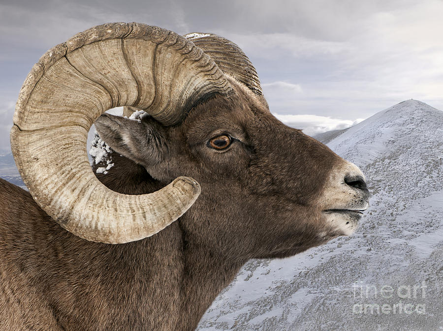 Yellowstone National Park Photograph - Yellowstone Big Horn Ram by Wildlife Fine Art
