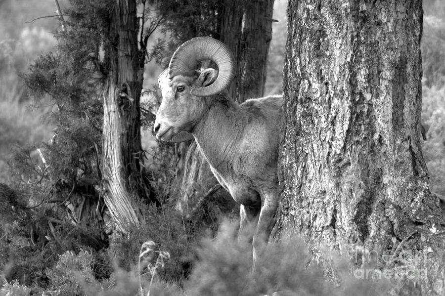 Yellowstone Bighorn In The Trees Black And White Photograph by Adam Jewell