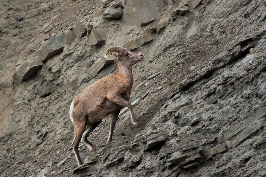 Yellowstone Bighorn Sheep Photograph by Roger Mullenhour