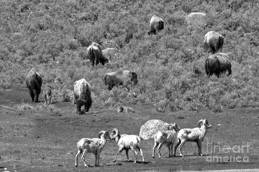 Yellowstone Bighorns And Bison Black And White Photograph by Adam Jewell