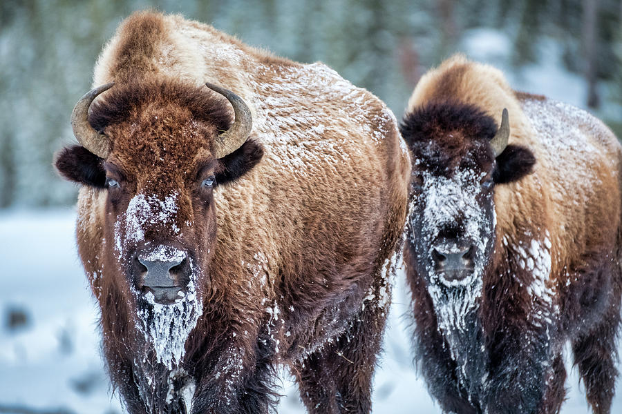 Yellowstone National Park Photograph - Yellowstone Bison #2 by Stuart Litoff