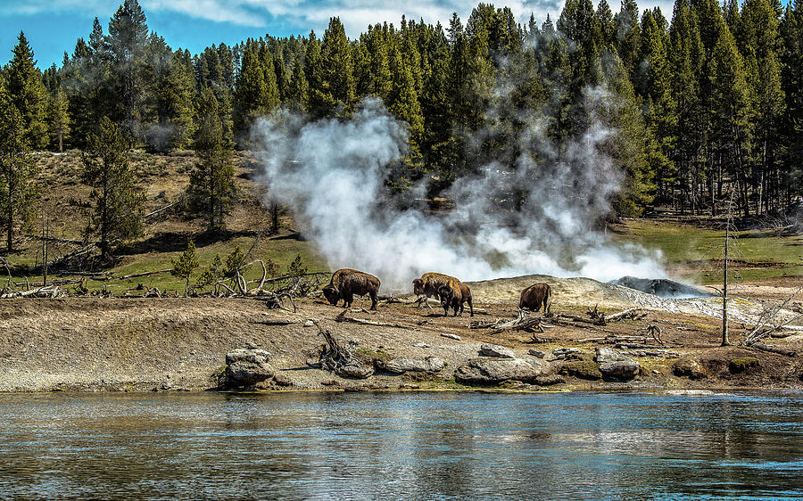 Yellowstone Bison At Thermals Photograph by Yeates Photography