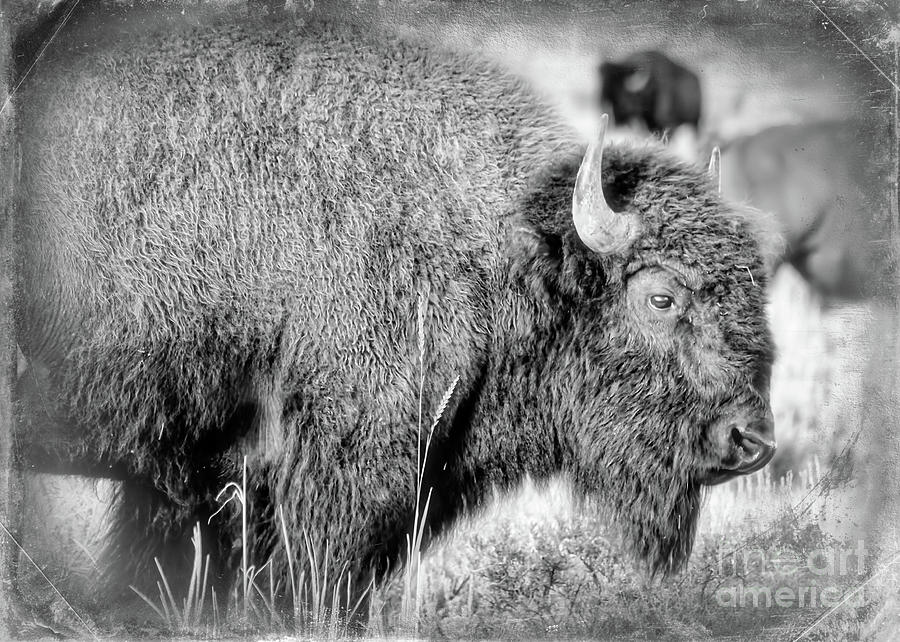 Yellowstone Bison Black and White Photograph by Janice Pariza