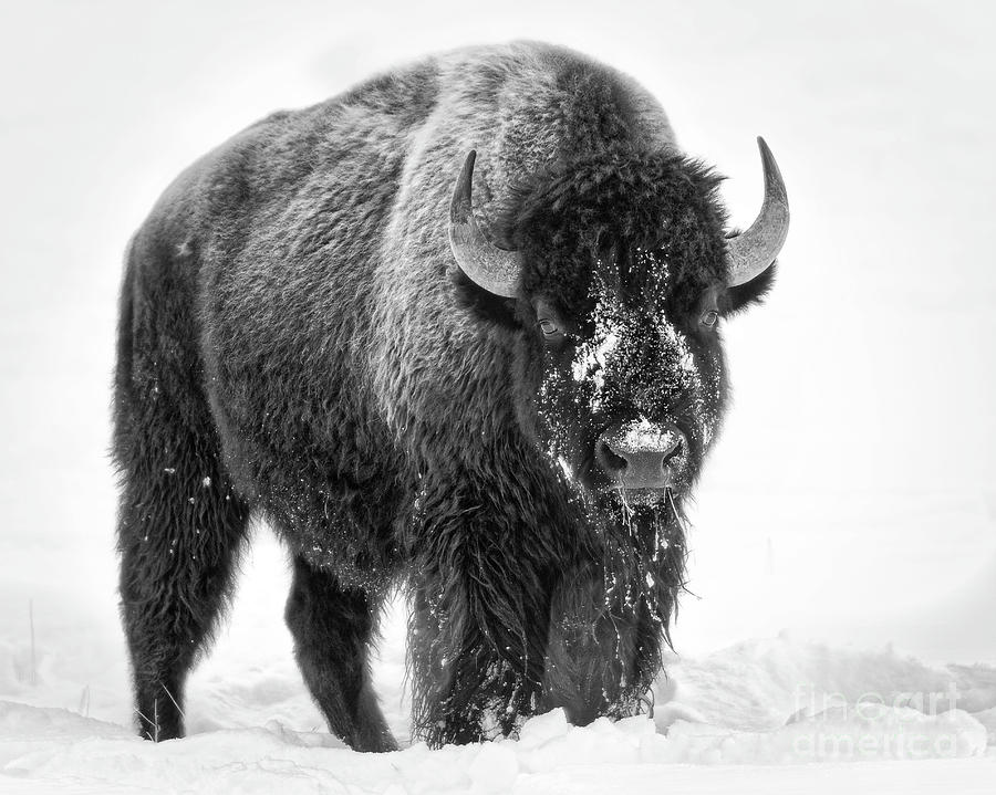 Yellowstone Bison bw Photograph by Jerry Fornarotto