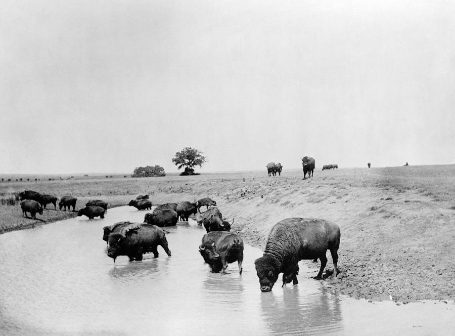 YELLOWSTONE: BISON, c1905 Photograph by Granger