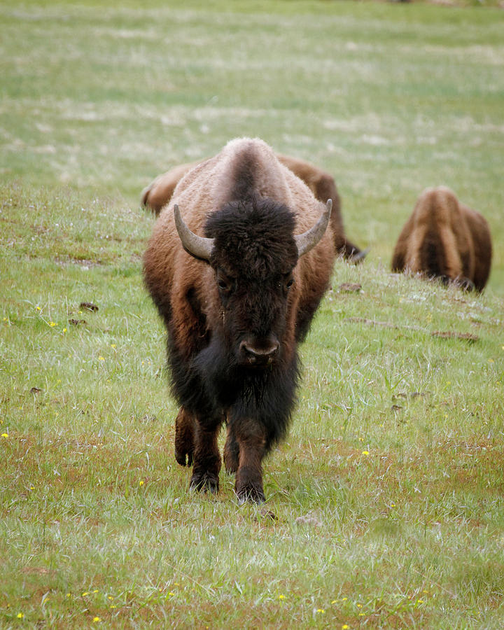 Yellowstone Bison Photograph by Catherine Avilez