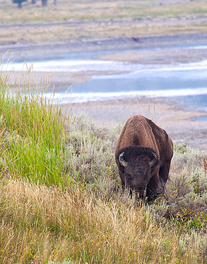 Yellowstone Bison Photograph by Eleszabeth McNeel Fine Art America