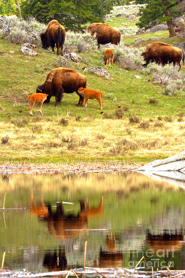 Yellowstone Bison Family Reflections Photograph by Adam Jewell