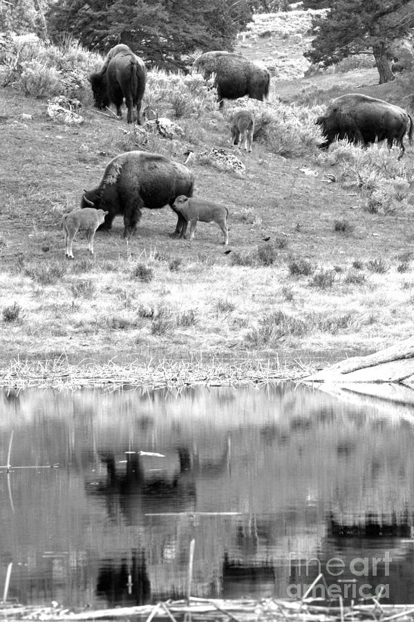 Yellowstone Bison Family Reflections Black And White Photograph by Adam Jewell