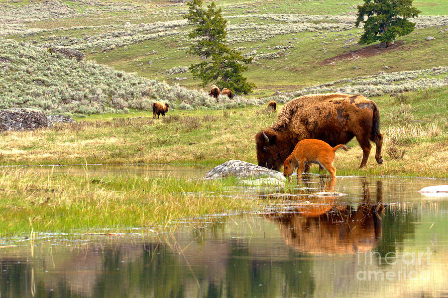 Yellowstone Bison Family Time Photograph by Adam Jewell
