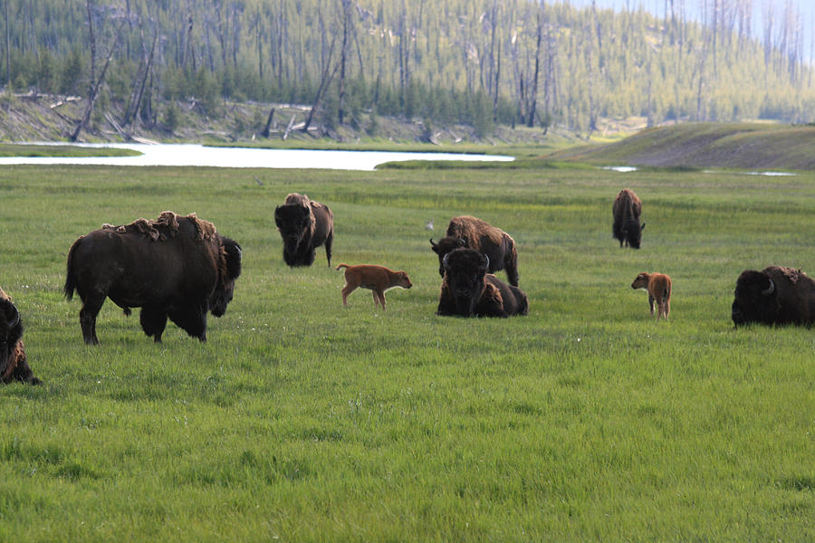 Yellowstone Bison Herd Photograph by George Jones