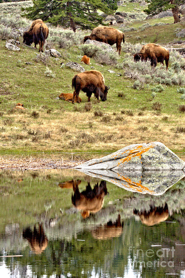 Yellowstone Bison Hillside Reflections Photograph by Adam Jewell